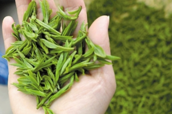 潮汕炒茶屬于什么茶，潮汕炒茶是綠茶嗎？