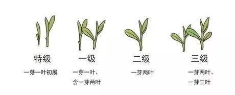 烏牛早和龍井的區(qū)別圖片，龍井43號(hào)和烏牛早茶的對(duì)比