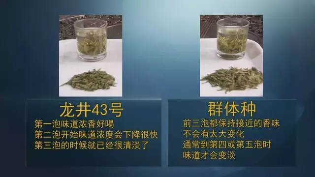 龍井群體種和43號(hào)的區(qū)別圖片，龍井43和群體種哪個(gè)好喝？