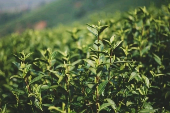 龍井是明前的好還是雨前的好，明前茶和雨前茶哪個(gè)好喝？