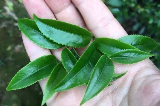 鋸朵仔跟鴨屎香哪個貴，鋸朵子和鴨屎香哪個好喝？
