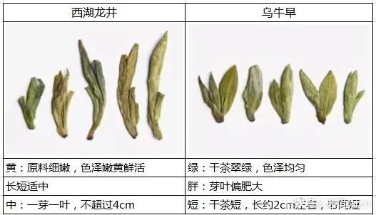 烏牛早和龍井的區(qū)別圖片，龍井43號(hào)和烏牛早茶的對(duì)比