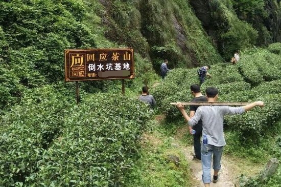 300塊錢(qián)的金駿眉能喝嗎，兩三百多金駿眉和一千多區(qū)別