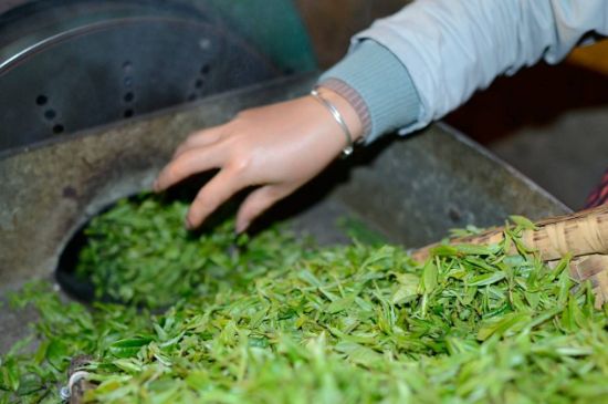 雀舌有一股青草味，雀舌為什么有青草味？