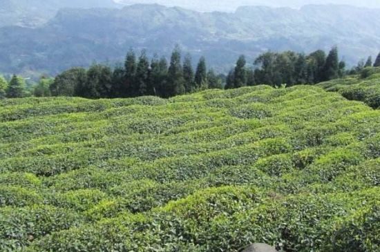 蒙頂山茶種類，蒙頂山哪種茶好？