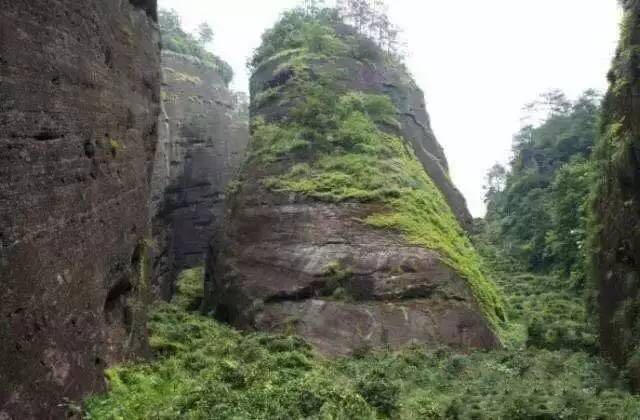 武夷山為什么盛產(chǎn)茶葉，武夷山茶為什么好喝？