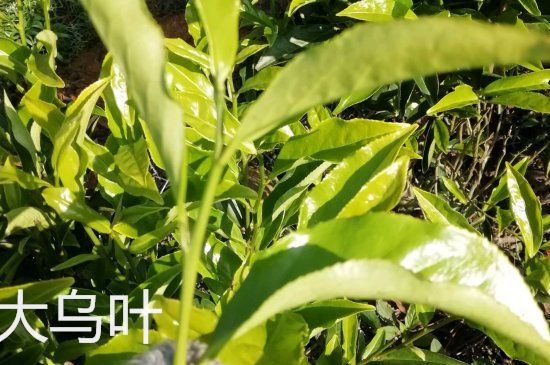鴨屎香和大烏葉是同一種茶葉嗎，單叢大烏葉和鴨屎香有什么區(qū)別？