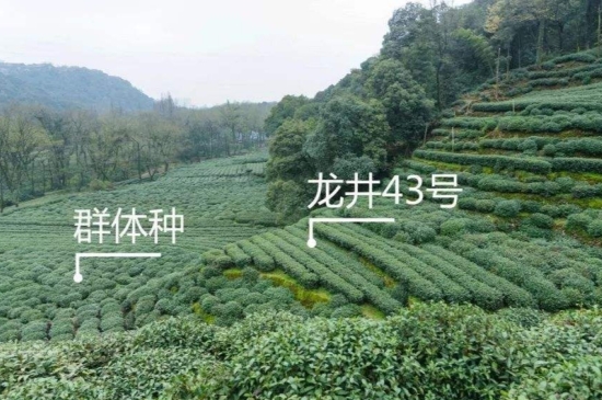 43號(hào)龍井屬于好茶嗎，龍井茶43號(hào)是什么意思？