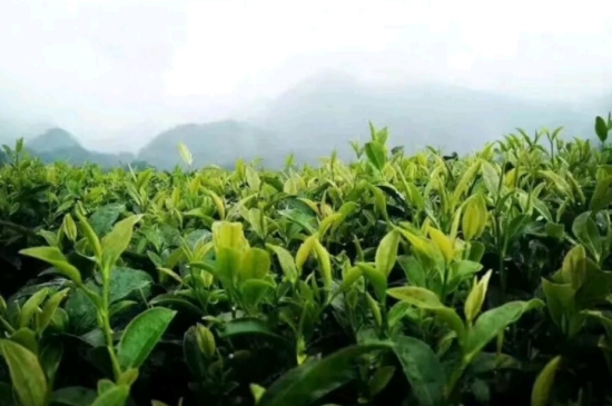 一天3杯紅茶抗癌，常飲紅茶對身體有好處！