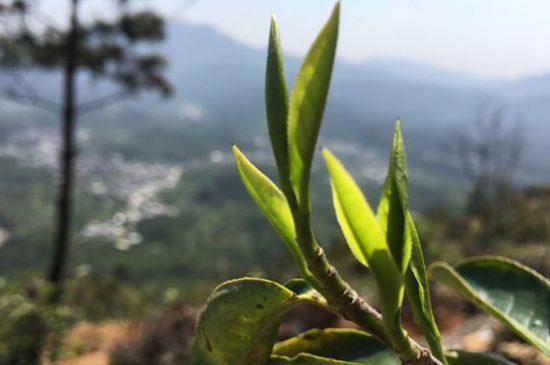 鳳凰單樅什么人不能喝，哪些人不能飲單叢茶