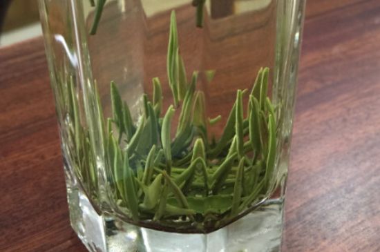 竹葉青和雀舌哪個貴，竹葉青茶貴嗎？