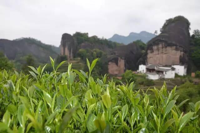 武夷山為什么盛產(chǎn)茶葉，武夷山茶為什么好喝？