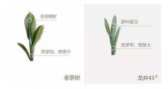 43號(hào)龍井屬于好茶嗎，龍井茶43號(hào)是什么意思？