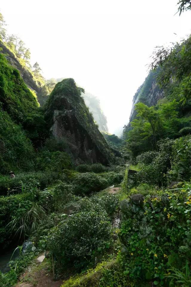武夷山為什么盛產(chǎn)茶葉，武夷山茶為什么好喝？