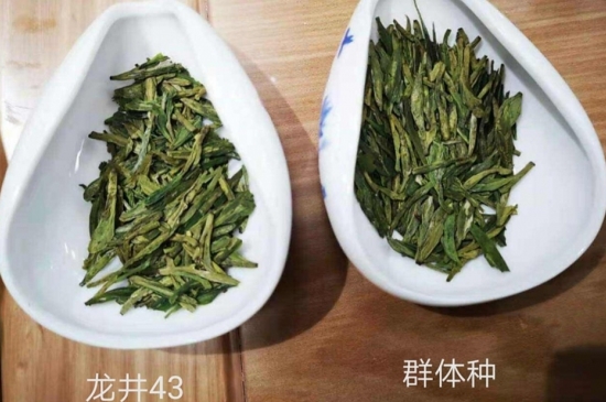 43號(hào)龍井屬于好茶嗎，龍井茶43號(hào)是什么意思？