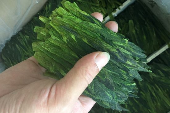 什么綠茶味道濃香，那個(gè)綠茶比較濃香？