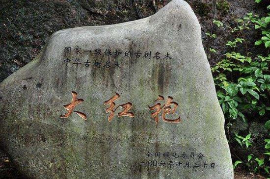 母樹(shù)大紅袍給誰(shuí)喝了，為什么母樹(shù)大紅袍叫三棵六株？