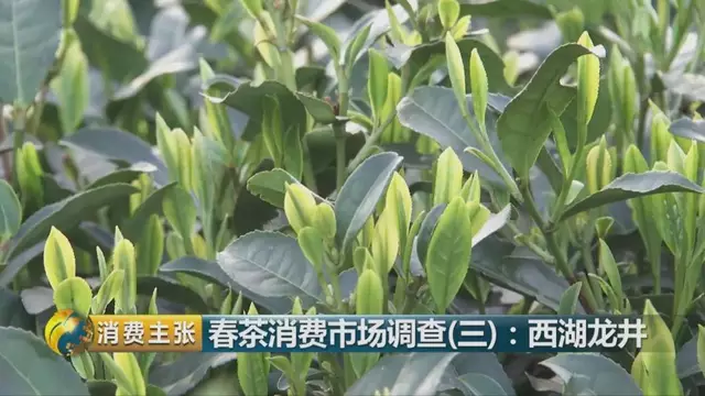 龍井群體種和43號(hào)的區(qū)別圖片，龍井43和群體種哪個(gè)好喝？