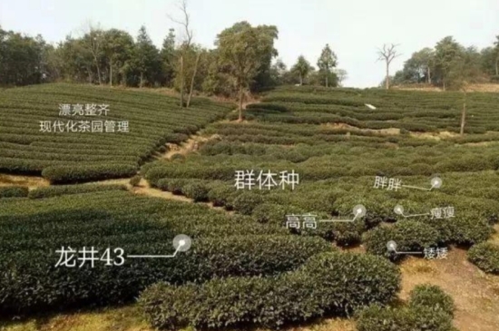 43號(hào)龍井屬于好茶嗎，龍井茶43號(hào)是什么意思？