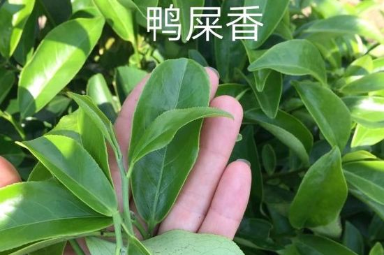 鴨屎香和大烏葉是同一種茶葉嗎，單叢大烏葉和鴨屎香有什么區(qū)別？