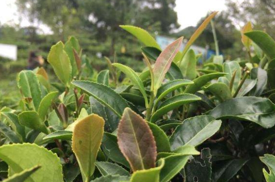 43號(hào)龍井屬于好茶嗎，龍井茶43號(hào)是什么意思？