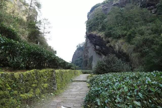武夷山為什么盛產(chǎn)茶葉，武夷山茶為什么好喝？
