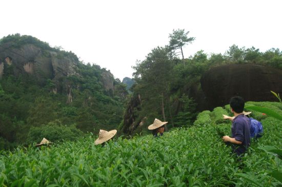 肉桂茶和大紅袍哪個(gè)貴，武夷山肉桂與大紅袍的價(jià)格比較