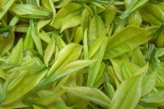 茶中奇葩黃金芽，安吉白茶中黃金芽的特點(diǎn)