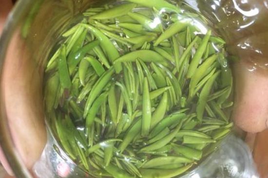 雀舌有一股青草味，雀舌為什么有青草味？