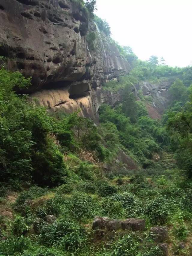 武夷山為什么盛產(chǎn)茶葉，武夷山茶為什么好喝？
