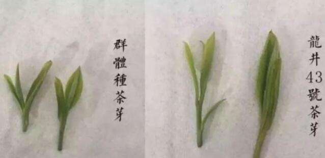 43號(hào)龍井屬于好茶嗎，龍井茶43號(hào)是什么意思？