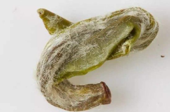 羊巖勾青是綠茶嗎，羊巖勾青茶屬于什么茶？