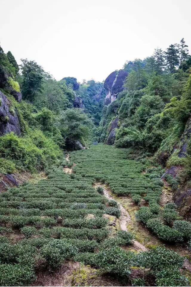 武夷山為什么盛產(chǎn)茶葉，武夷山茶為什么好喝？
