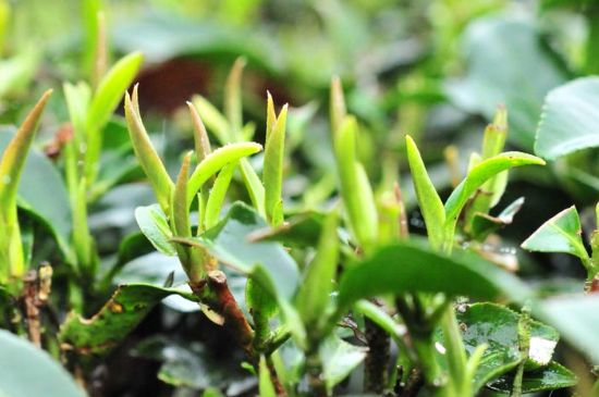 單樅茶什么季節(jié)最好喝，鳳凰單叢茶春茶好還是秋茶好？