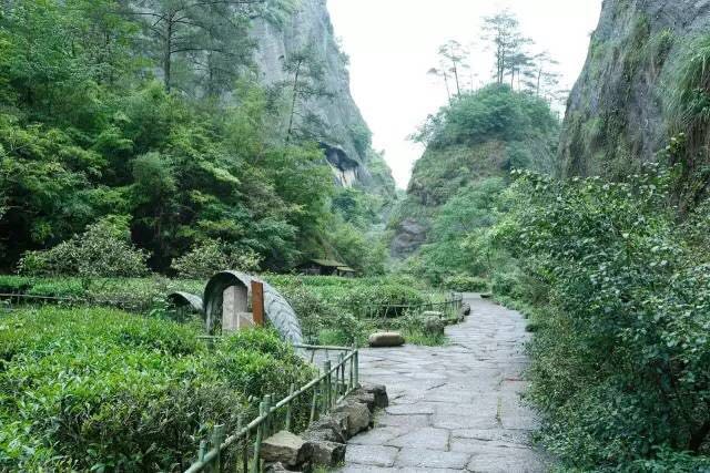 武夷山為什么盛產(chǎn)茶葉，武夷山茶為什么好喝？
