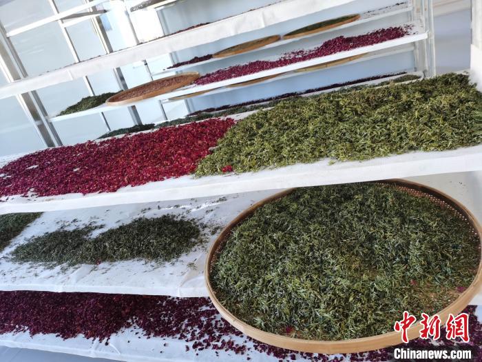 圖為王玲玲收購的各種山茶?！⊥貘Q遠 攝