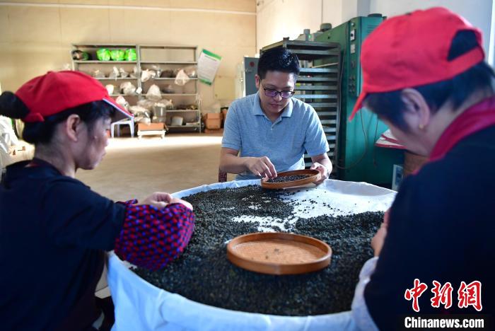 圖為張元豪在生產(chǎn)車間內(nèi)與工人一起查看茶葉品質(zhì)?！埍?攝
