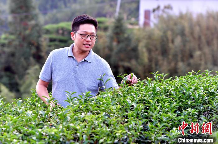 “臺二代”張元豪福建深山種茶十年：“來了，就對了”