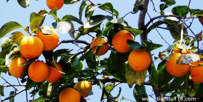 湖南邵陽這四種特產(chǎn)，遠(yuǎn)近聞名，看看你吃過哪幾種？