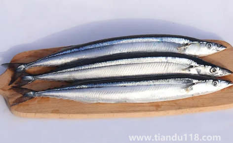 刀魚是淡水魚還是海魚1