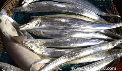 刀魚長什么樣子圖片1
