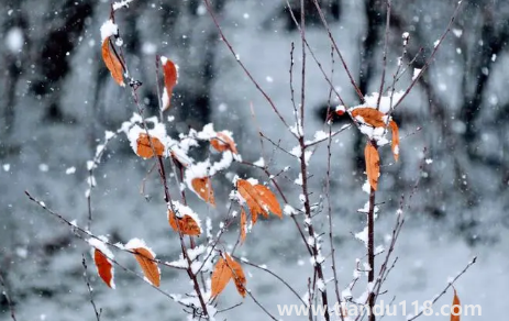 2022小雪節(jié)氣時(shí)成都下雪了嗎2