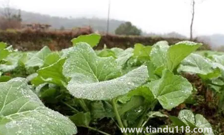 小雪節(jié)氣能不能種油菜3