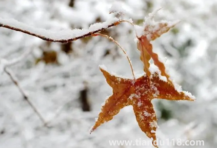 2023年大寒會不會下雪(大寒白天最高溫度是多少) 2023年大寒會不會下雪(大寒白天最高溫度是多少)